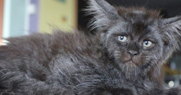 The cat became an “Internet star” because of his human-like face